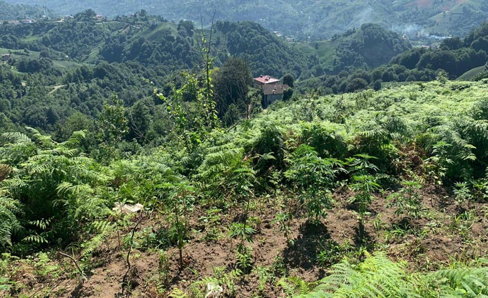 Trabzon’da uyuşturucu operasyonu, 52 kök Hint keneviri ele geçirildi. 30 Temmuz 2019