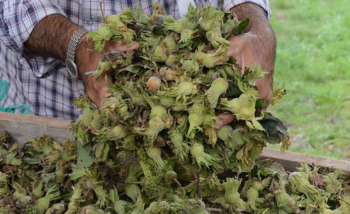 Yaş fındık fiyatı 15 lira!