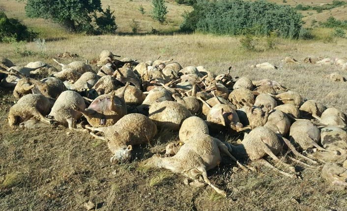 Dere yatağında sıkışan 265 koyun telef oldu - Bayburt Haberleri