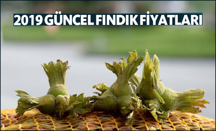 Fındık fiyatları ne kadar? |2019 Güncel fındık fiyatları