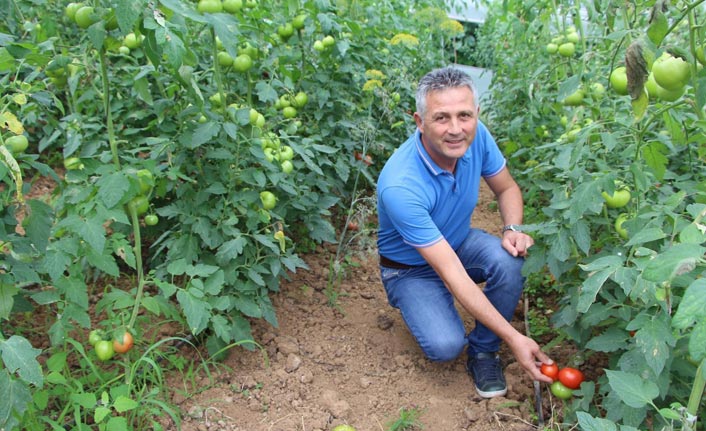 Dünyada sebzelere olan talep hızlı bir şekilde artıyor