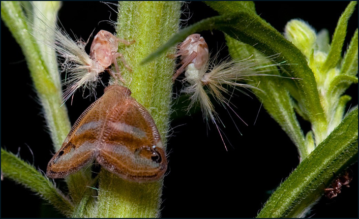 'Vampir Kelebek' adıyla bilinen Ricania Simulans nedir?