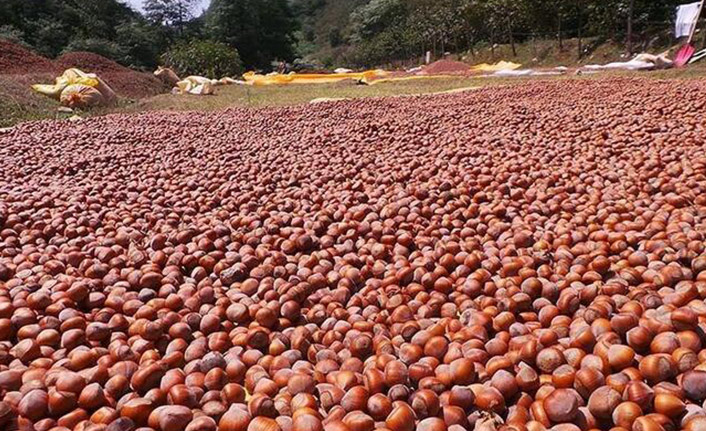 Fındık ihracatında rekor hedefleniyor