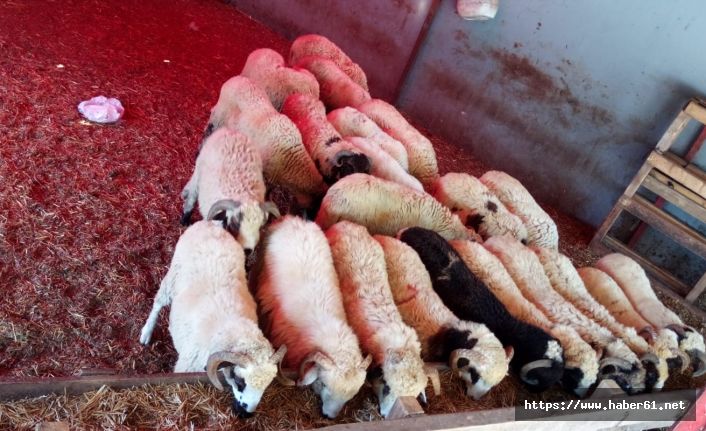 Ahırdan koyun hırsızlığına 5 gözaltı