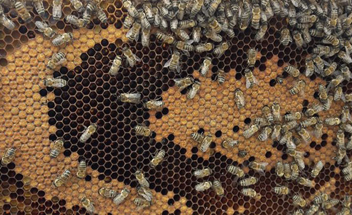 Bal arıları petek üzerinde ay yıldız şekli oluşturdu