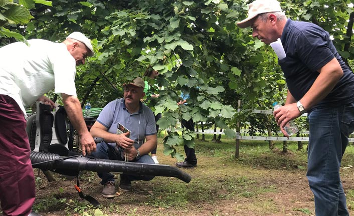 Araklı’da fındıkta üretim 300 kiloya ulaştı