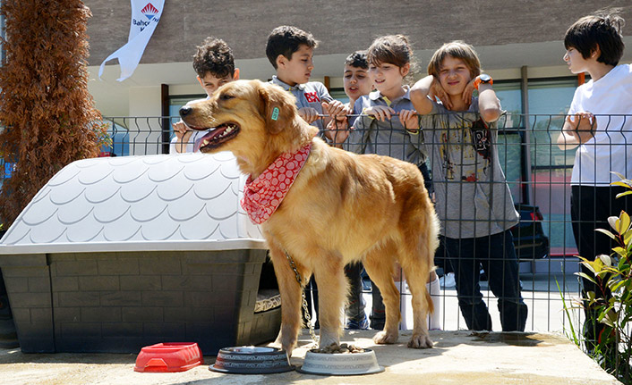 Trabzon'da her okula bir sokak köpeği