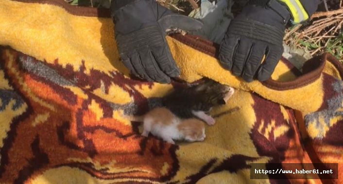 Trabzon’da yavru kediler itfaiye harekete geçti