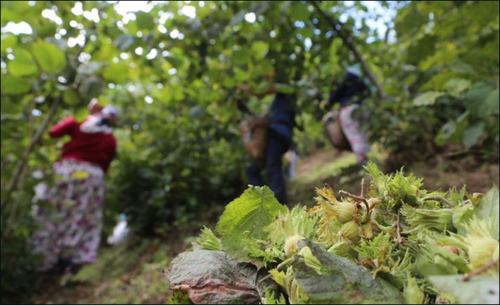 "Fındık yara iyileşmesini hızlandırıyor"