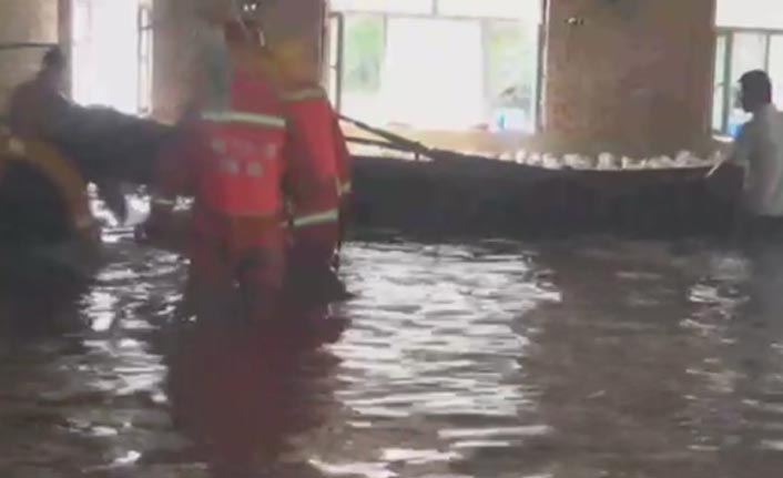 Selde mahsur kalan 600 kaz kurtarıldı