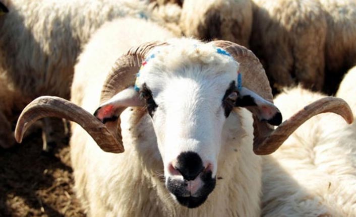 Müftüden karı kocalara kurban uyarısı