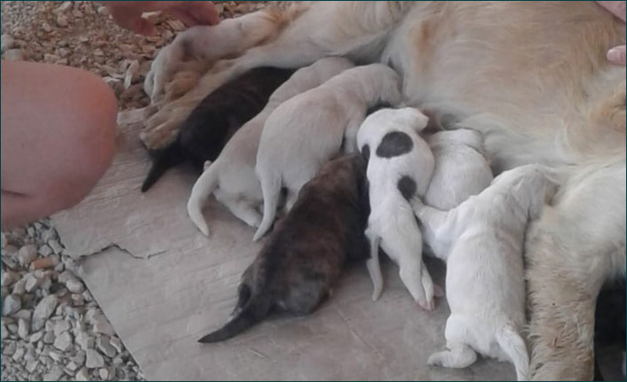 Sevimli köpek onuz doğurdu