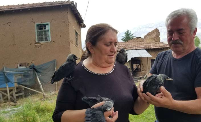 Sahiplendiği kargalara çocuklarının ismini verdi
