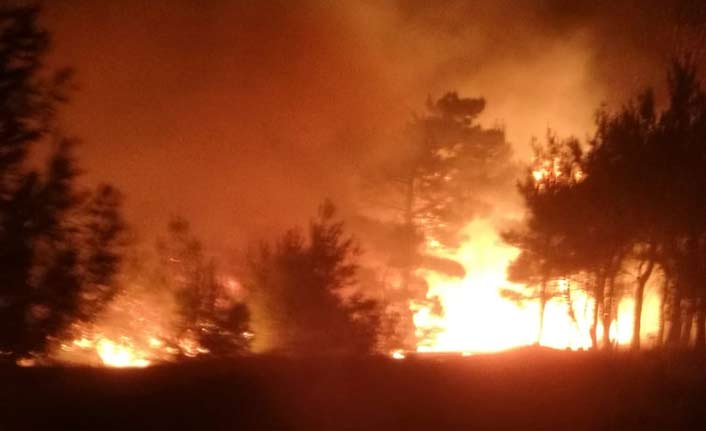 10 hektarlık ormanlık alan yandı