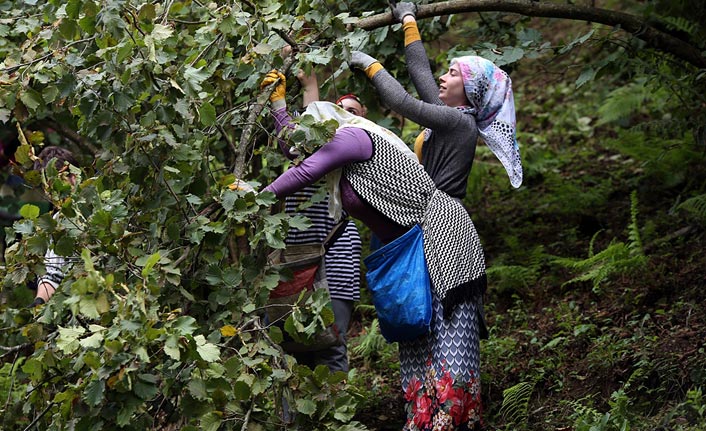 Trabzon'da fındık üreticisi ve işçisi verimden memnun