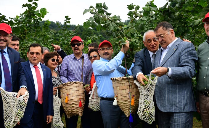 Örnek Bahçede Fındık Hasadı Yapıldı