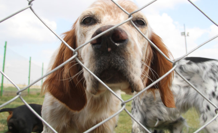 Köpek otelleri tıklım tıklım doldu