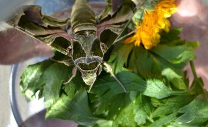 Manisa’da Mekik Kelebeği bulundu