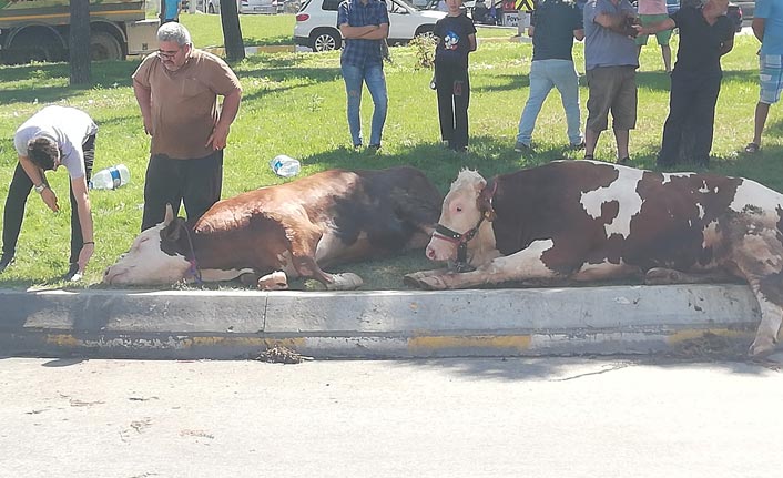 Kapalı kasada taşınarak havasız kalan kurbanlık ’telef olmasın’ diye cadde ortasında kesildi