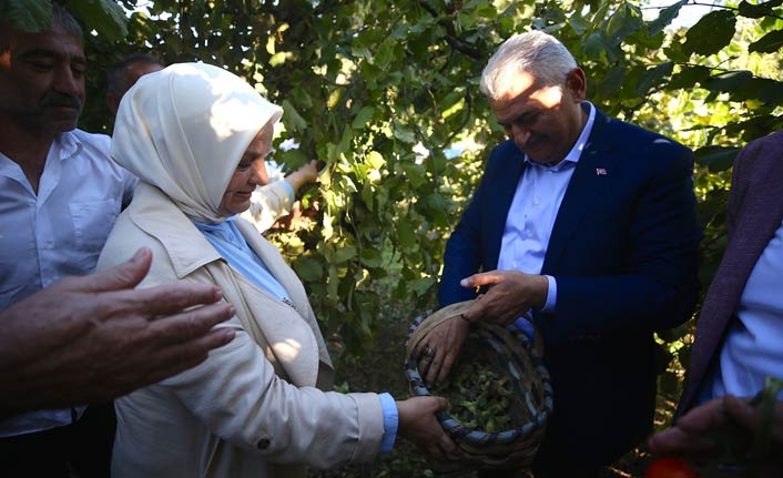 Binali Yıldırım fındık topladı