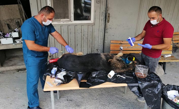 Yaralı Kurt cinsi köpek tedavi altına alındı