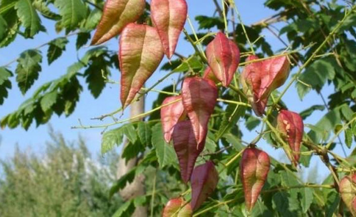 Asya'nın temizlik bitkisi Karadeniz'de tuttu