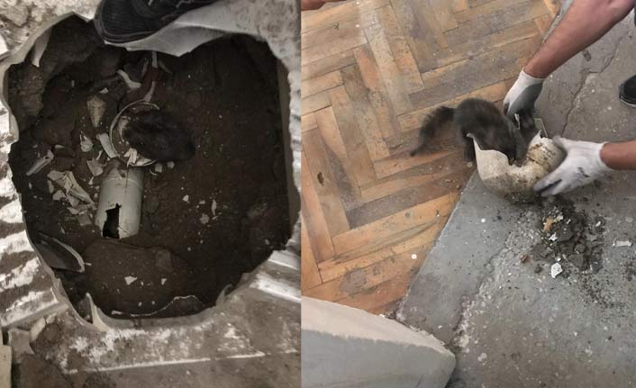 Kedi tuvalete sıkıştı, imdada itfaiye yetişti