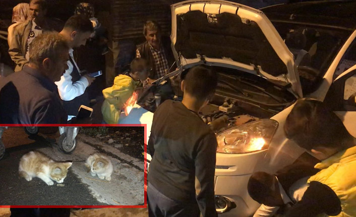 Araç motoruna giren iki kedi 4 saatte kurtarıldı