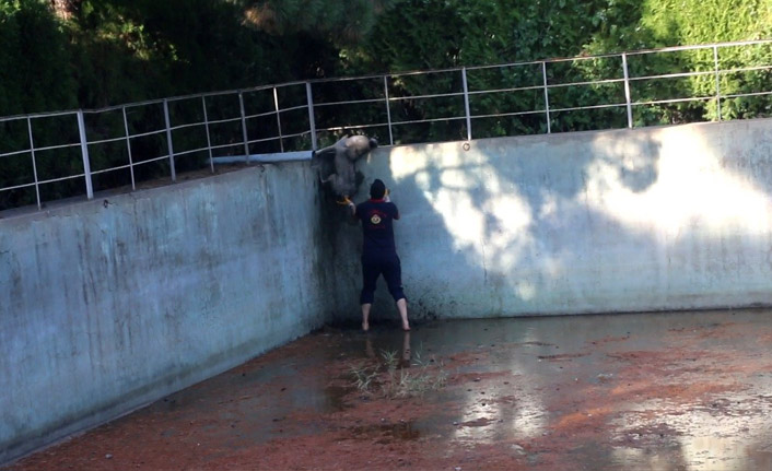 Sulama havuzuna düşen köpeği itfaiye kurtardı