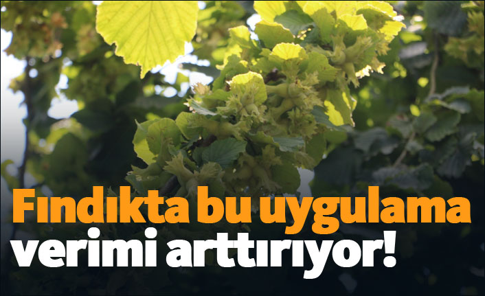 Fındıkta bu uygulama verimi arttırıyor!
