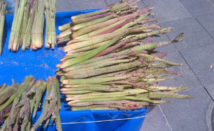 Işgın sirkesi nedir? Işgın Sirkesi faydaları nelerdir?