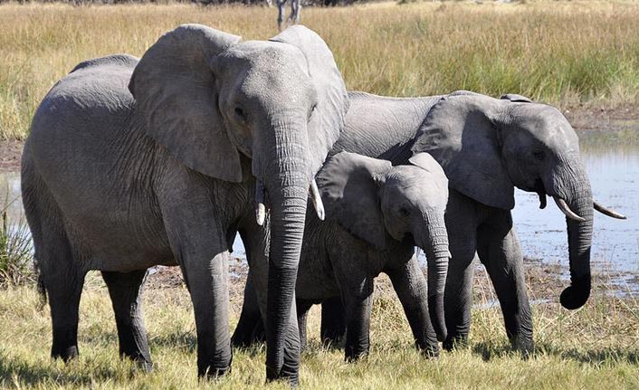 Afrika fillerinin hayvanat bahçelerine getirilmeleri yasaklandı