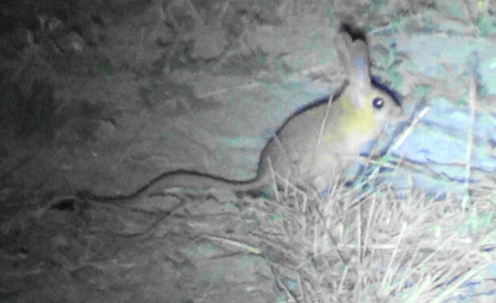 Sivas'ta, 'Arap tavşanı' görüntülendi