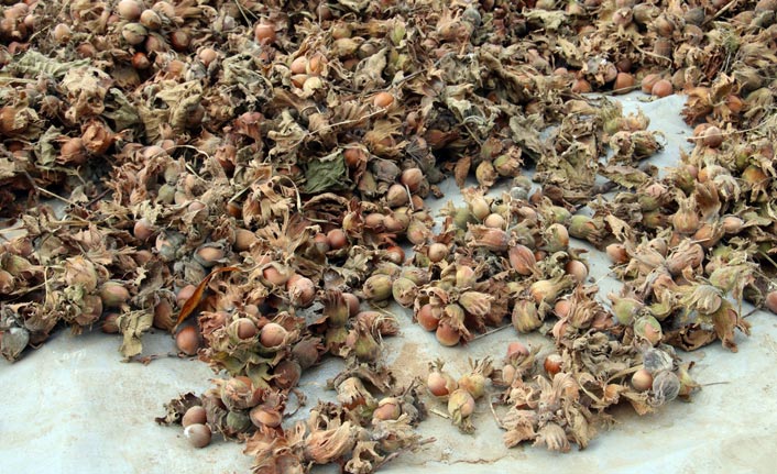 Fındık üreticisine 'aflatoksin' uyarısı