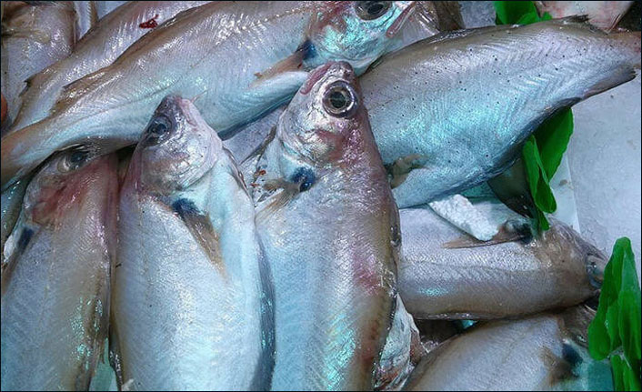 Mezgit fiyatları el yakıyor!