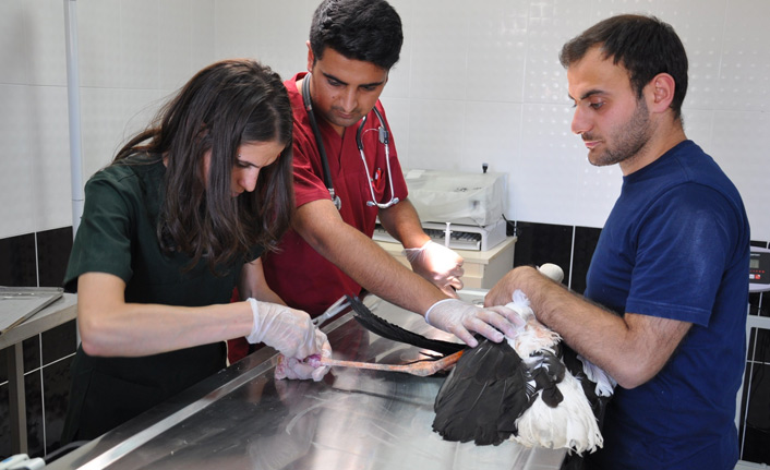 Yaban hayvanları şifa buluyor