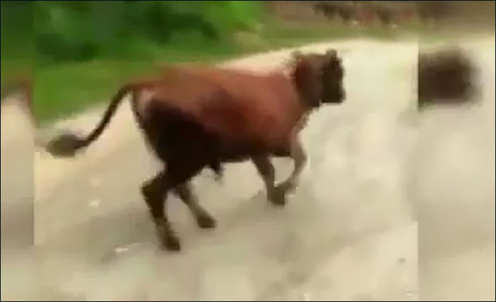 Sürmeneli Hüseyin Durmuş tosunu böyle eğitti!