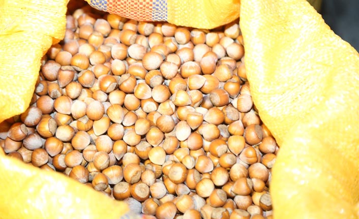 Fındık üreticilerine "gizli çürük" uyarısı