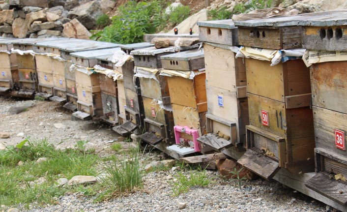 Anzer Balında sağım tamam, sırada o işlem var