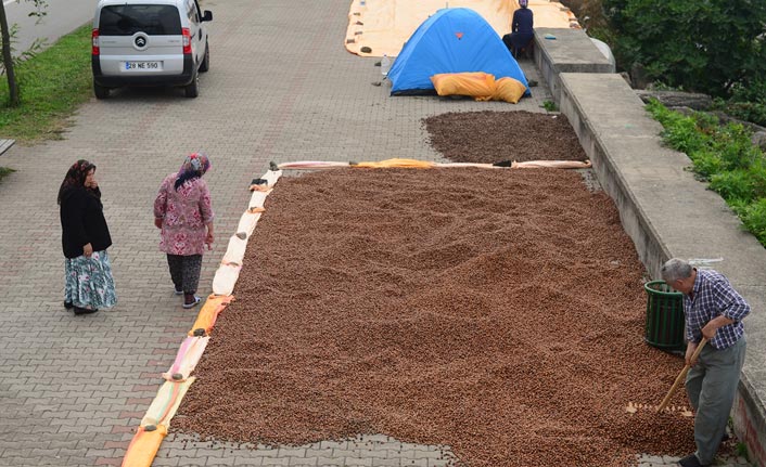 Karadenizli fındık üreticileri "kurutma" mesaisinde