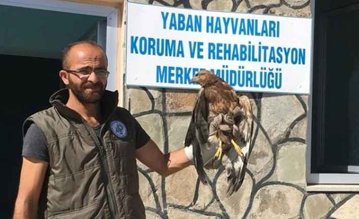 Van'da yaralı kuşlar tedavi altına alındı