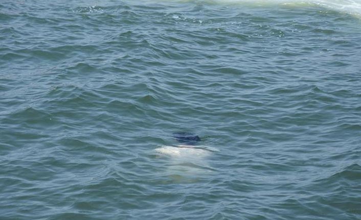 Erkek cesedi kıyıya vurdu