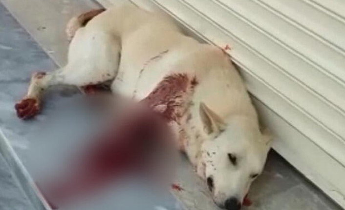 Sesinden rahatsız olduğu köpeği av tüfeği ile vurdu