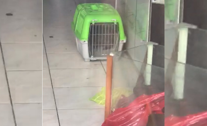 Trabzon’daki petshopta yaşananlar isyan ettirdi