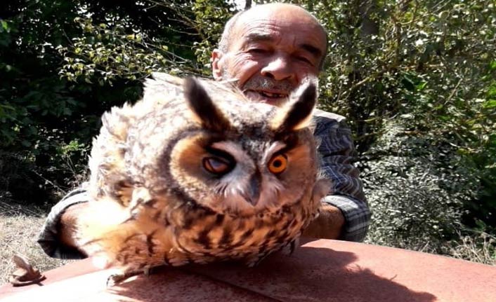 Dikenlik alanda mahsur kaldı!