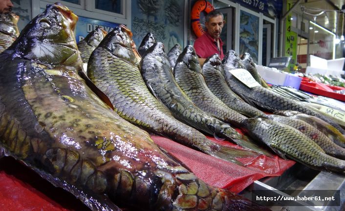 Tatlı su balıklarının rakibi, deniz balıkları Elazığ'da yerini aldı