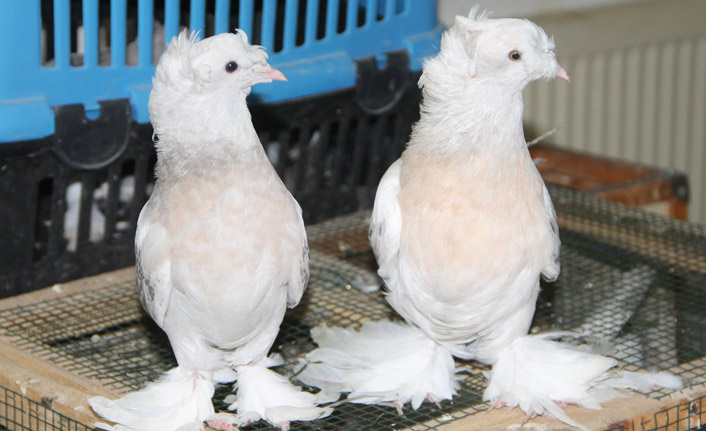 Bu güvercinlerin fiyatı arabalarla yarışıyor