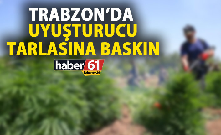 Trabzon’da uyuşturucu tarlasına baskın!