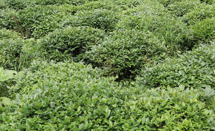 Mısır yağı, fındık yağı derken şimdi sırada çay yağı!