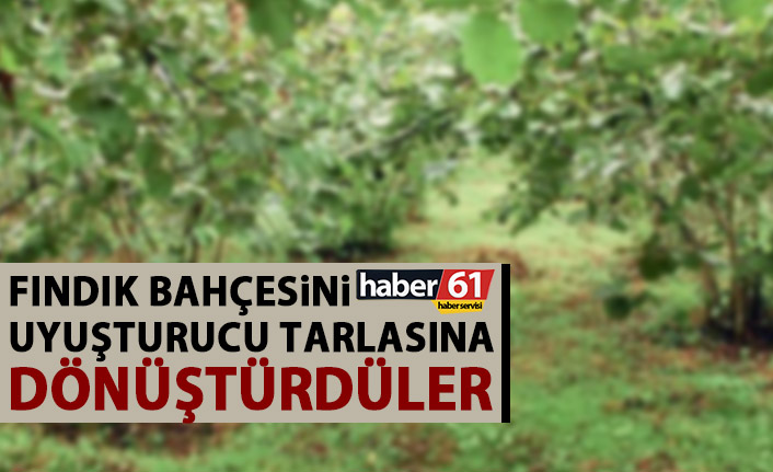 Fındık bahçesinde uyuşturucu tarlası!